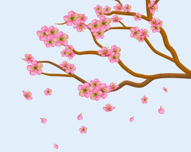 Çiçek açan erik ya da kiraz çiçekleri. Mavi arka planda izole bir şekilde uçan sakura yaprakları. Gerçekçi pembe cilt bakımı ve tomurcukları olan Bahar Ağacı dalları. Vektör illüstrasyonu.
