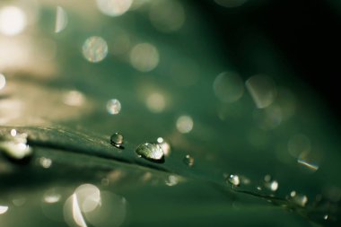 Makro şeffaf çiğ bırak güneş ışığı, yağmur suyu köpüklü bokeh, Doğa arka plan ile yakın çekim yeşil yapraklarda.