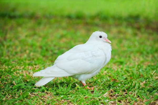 Hermosa Paloma Blanca Paloma Columba Livia Está Pie Sobre Hierba —  Fotos de Stock