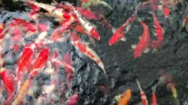 Süslü sazan, ayna sazan, Koi, Nishikigoi (Cyprinus carpio haematopterus) suda görünümünün üzerinde birçok renkli balık gölde, yüzme.