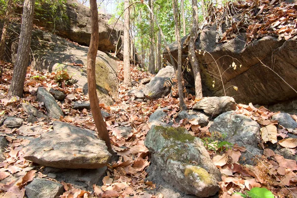 Dipterocarp Bos Hebben Droge Blad Grote Steen Berg Met Zonlicht — Stockfoto