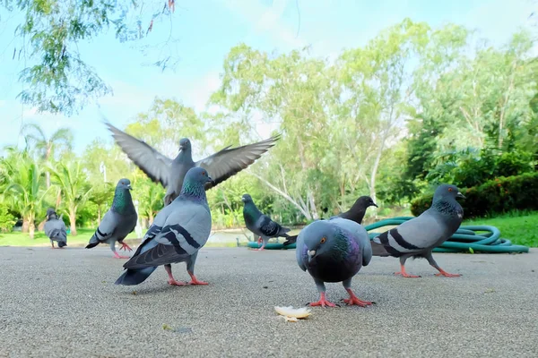 Gray Dove Lub Stałego Jedzenie Chleba Chodnik Parku Pubpic Błękitne — Zdjęcie stockowe