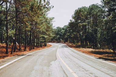 Omkoi, Chiang Mai, Tayland dağçam ormanı veya Karayip çam (Pinus caribaea) Yol. Doğa arka planı.