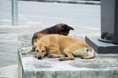 yol kenarında yerde uyuyan köpek kahverengi