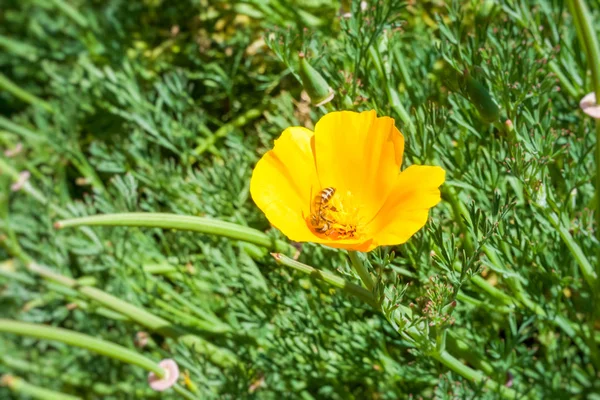 Bee California Poppy Eschscholzia Californica Bloeit Oranje Bloem — Stockfoto