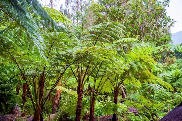 Big Tree Fern Rain Forest Siriphum Waterfall Doi Inthanon National — Photo