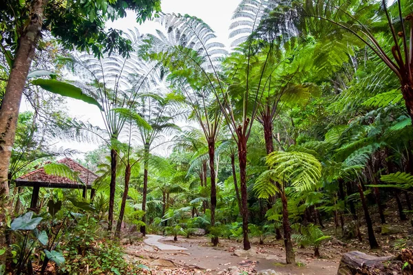 Большой Папоротник Тропических Лесах Сирифуме Водопад Каменной Дорожкой Павильон Дои — стоковое фото