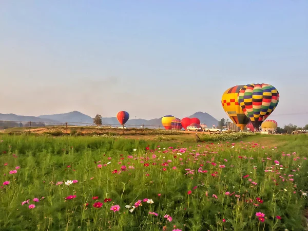 Colorful hot air balloon floating over cosmos flower field at Singha Park Chiang Rai International Balloon Fiesta.