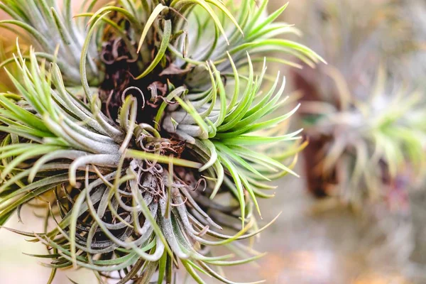 Piękne Tillandsia Ionantha Planch Ogrodzie Instalacje Powietrzne — Zdjęcie stockowe