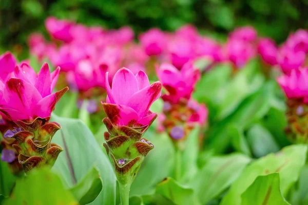 Beautiful pink flowers of Siam Tulip or Krachiew flowers (Curcuma alismatifolia) in garden at Pa Hin Ngam National Park, Chaiyaphum.