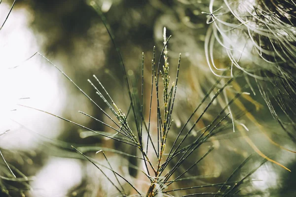 オーストラリアの松 ビーフウッド 一般的な鉄の木 偽鉄の木 偽の松 クイーンズランド沼オーク シーオーク 彼女のオーク ツリービーフウッドのクローズアップ カジュアリーナ — ストック写真