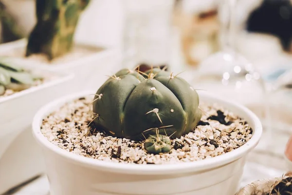 Cactus Pot Minimal Cafe Restaurant Cactus Cactacées Succulentes Arbres Plantes — Photo