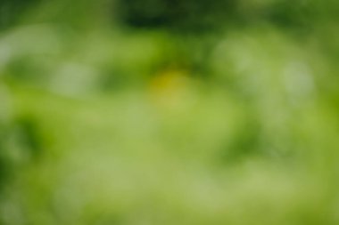 Yeşil doğa geçmişi bulanık. Güneş ışığıyla bir boke yaprak ağacı. Çevre gün ışığında rahatlar.