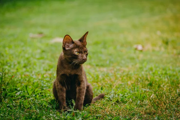 Коричневая Кошка Сидит Траве Саду Солнечным Светом Таиландская Кошка Лужайке — стоковое фото