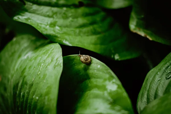 Vista Superior Del Caracol Marrón Caminando Sobre Hojas Verdes Frescas — Foto de Stock