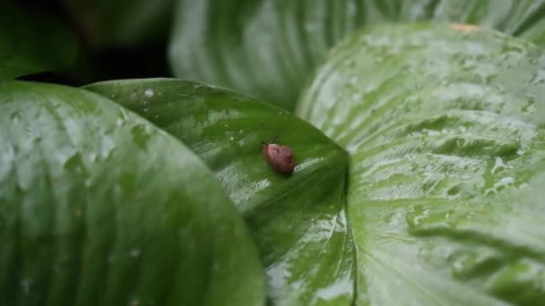 Πάνω άποψη του Brown σαλιγκάρι αφήνει σταδιακά κέλυφος και το περπάτημα αργά σε φρέσκα πράσινα φύλλα με δροσιά πτώση μετά τη βροχή. Σαλιγκάρι του κήπου στο κρίνο Cardwell ή στο κρίνο των βόρειων Χριστουγέννων (Proiphys amboinensis). — Αρχείο Βίντεο