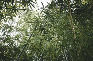 Bambu yaprakları. Bambu ormanı manzarası altında. Huysuz ton.
