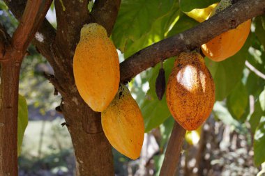 Ağaçta asılı kakao meyvesi