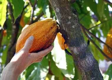 Cocoa fruit hanging on the tree clipart