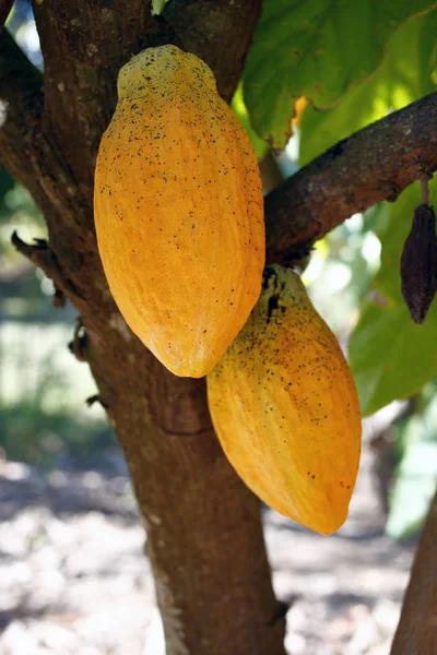 Ağaçta asılı kakao meyvesi