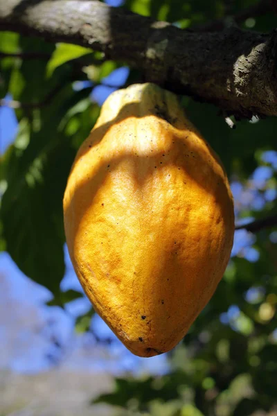 Frutta Cacao Appesa All Albero — Foto Stock