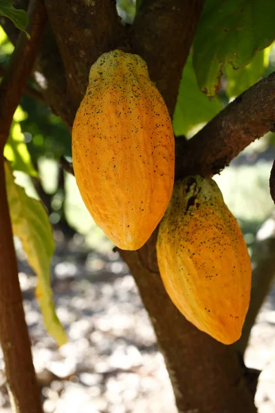 Ağaçta asılı kakao meyvesi