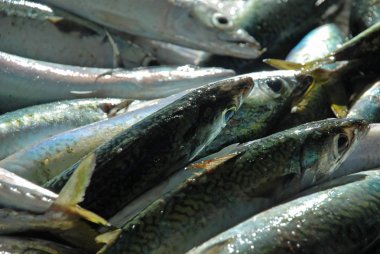 Fishmongers Copacabana, Rio de Janeiro, yakalanan taze balık
