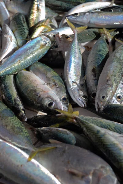 Fishmongers Copacabana Rio Janeiro Yakalanan Taze Balık — Stok fotoğraf