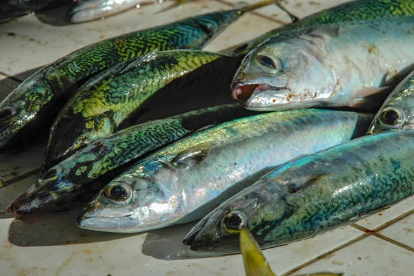 Pesce Fresco Pescato Rio Janeiro Pescivendoli Copacabana — Foto Stock