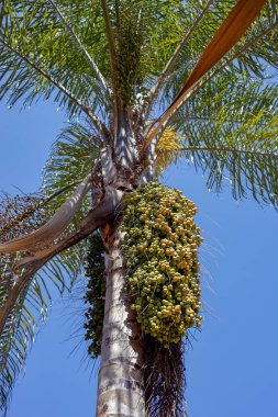 Palmiye ağacı kümeleri hindistancevizi ile 