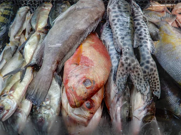  Balık gösterisi, Mercado Central Belo Horizonte, Minas Gerais