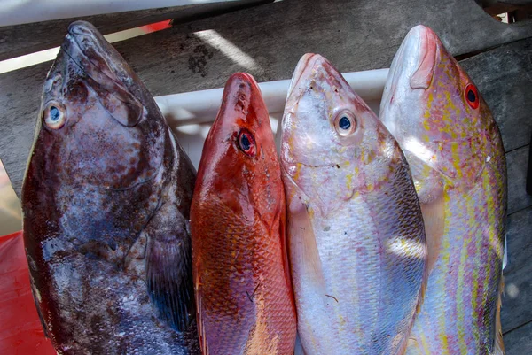 Pesce Fresco Crudo Nel Pescivendolo — Foto Stock