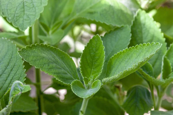 Boldo: Planta verde llamada Boldo da Terra en Brasil. Planta utilizada para — Foto de Stock