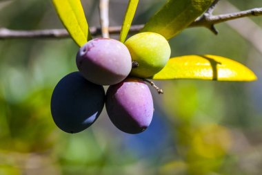 Meyve ve yaprakları ile zeytin ağacının dalını