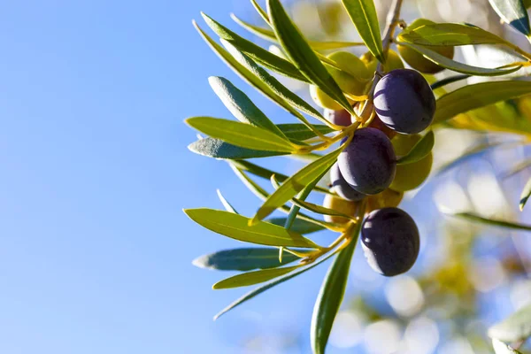 Rama de olivo con frutos y hojas — Foto de Stock