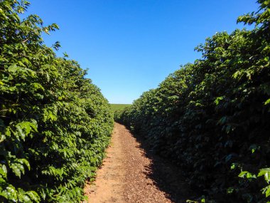 Kafe çiftliğindeki kahve ağacında kahve çekirdeği.