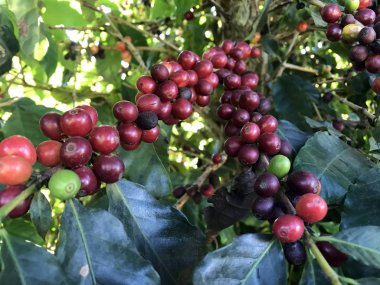 Kafe çiftliğindeki kahve ağacında kahve çekirdeği.