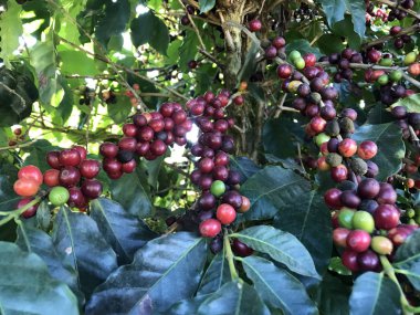 Kafe çiftliğindeki kahve ağacında kahve çekirdeği.