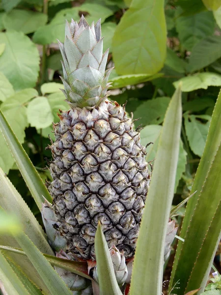 农场种植的菠萝热带水果 — 图库照片