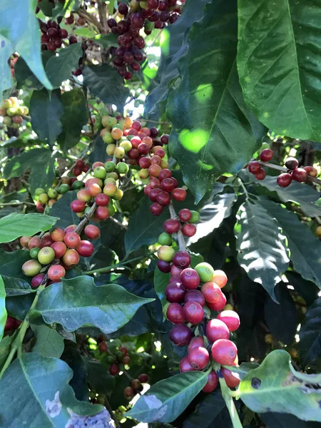 Chicco di caffè su albero di caffè in piantagione di caffè — Foto Stock