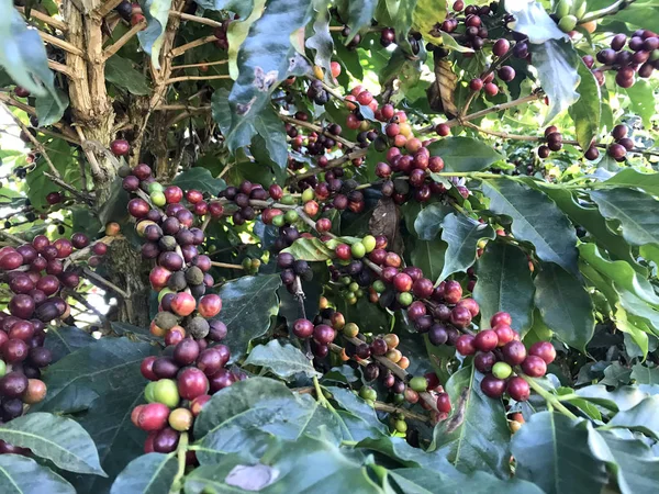 Kafe çiftliğindeki kahve ağacında kahve çekirdeği.