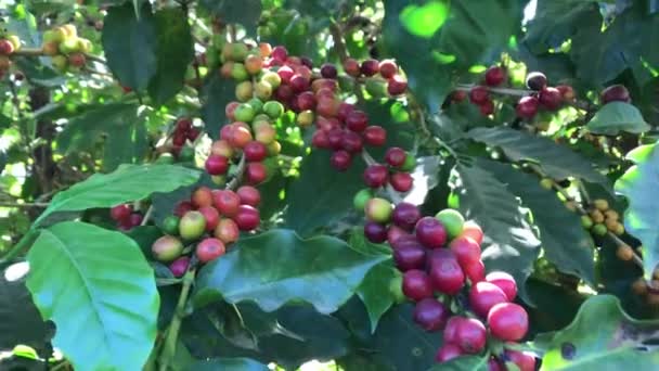 Минас Герайс Бразил Кофейные Бобы Кофейном Дереве Плантации Кафе — стоковое видео