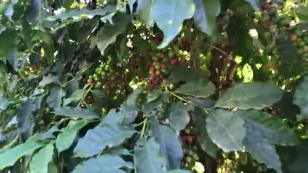 Minas Gerais Brasilien Kaffeebohne Auf Kaffeebaum Kaffeeplantage — Stockvideo