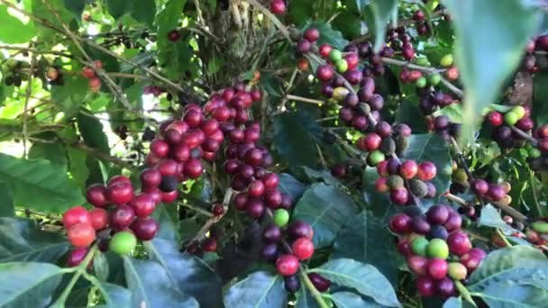 Minas Gerais Brasilien Kaffe Bönor Kaffe Träd Café Plantage — Stockvideo