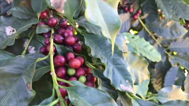 Minas Gerais Brazil Coffee Bean Coffee Tree Cafe Plantation — Stock Video