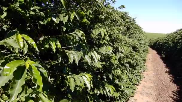 Grape Plantation State Mendoza Argentina — Stock Video