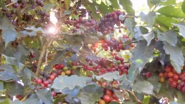 Minas Gerais Brazilië Koffieboon Koffie Boom Café Plantage — Stockvideo