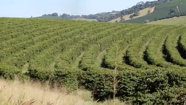 Minas Gerais Brezilya Kafe Tarlasında Kahve Ağacındaki Kahve Fasulyesi — Stok video