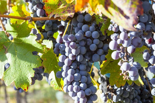 Plantación de uvas en Mendoza, Argentina — Foto de Stock