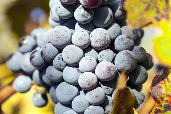 Traubenplantage im Bundesstaat Mendoza, Argentinien — Stockfoto